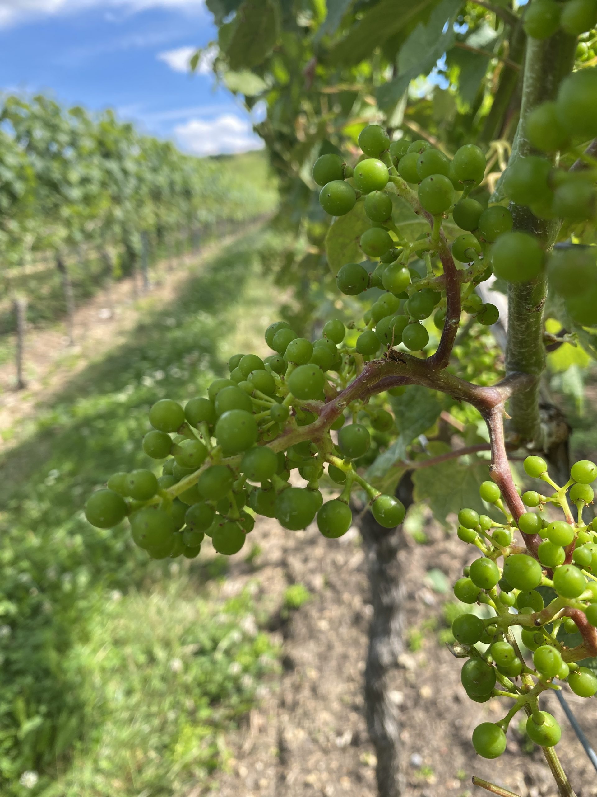 UPDATE AUS UNSEREN WEINBERGEN ….